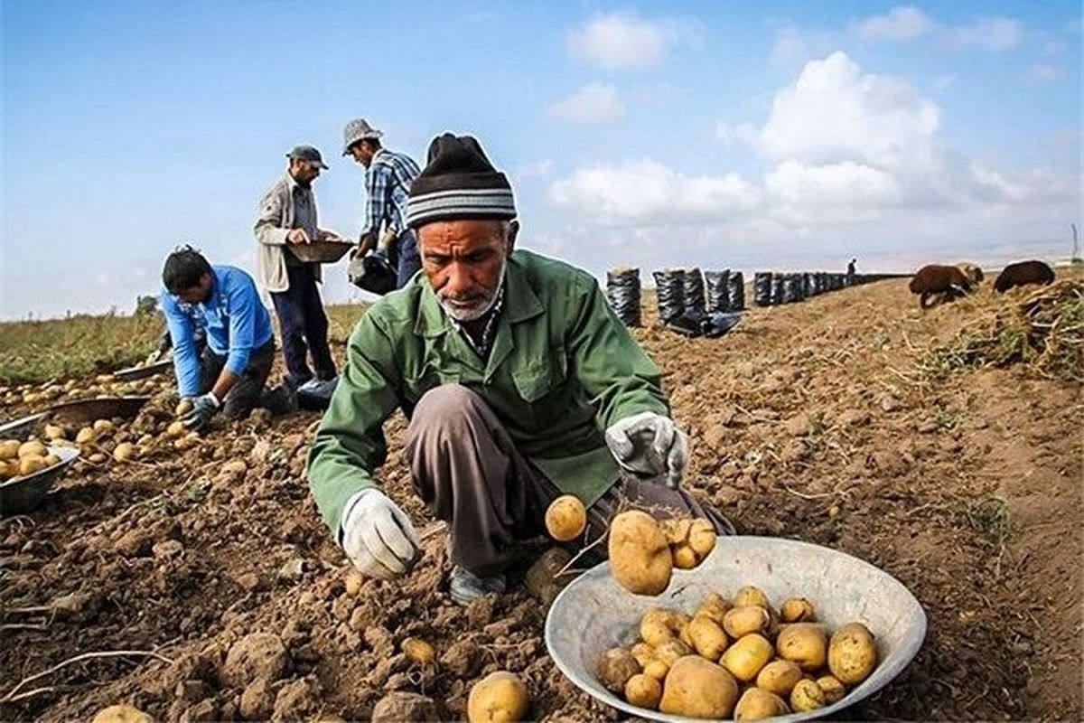 اقدامی ویژه برای کاهش قیمت سیب زمینی در بازار