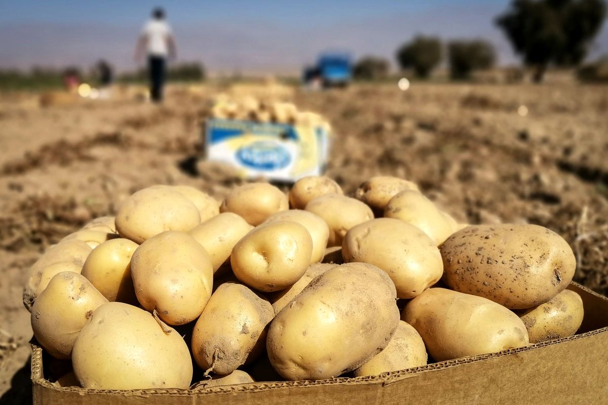 اختلاف ۴۵ هزار تومانی قیمت سیب زمینی سوژه شد