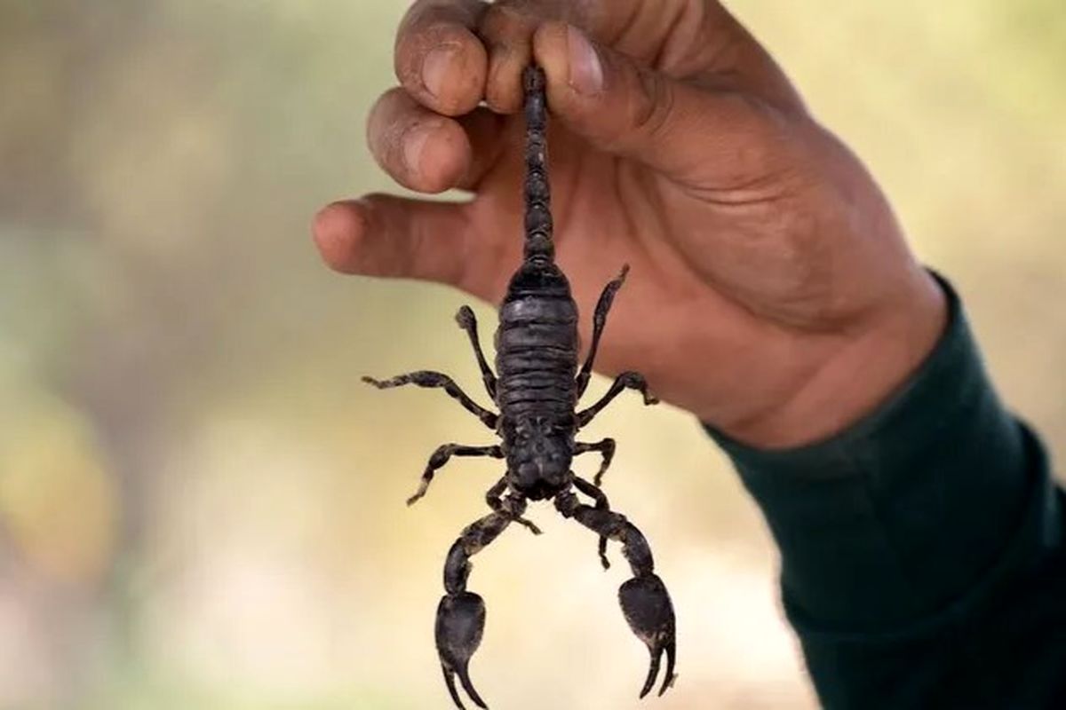 درآمد نجومی از قاچاق و و فروش سم عقرب + اینفوگرافی