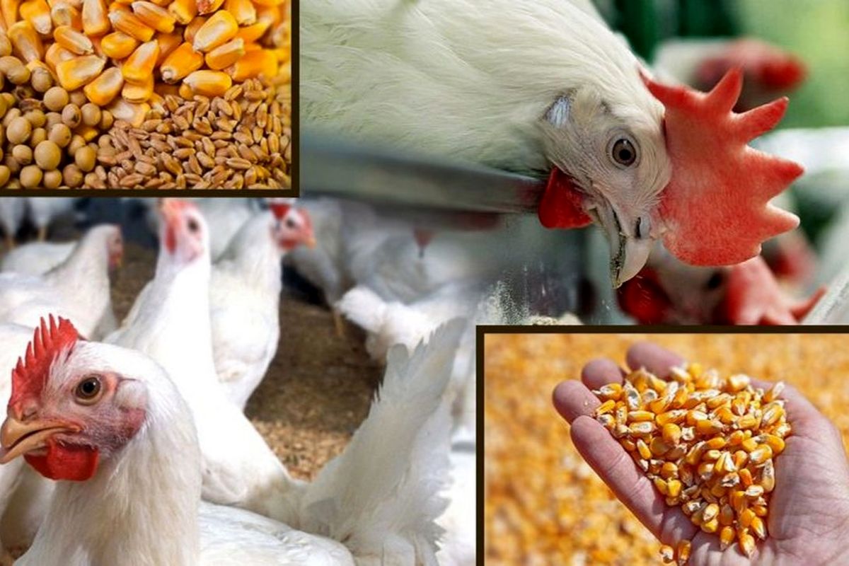 قیمت جدید نهاده دامی و کشاورزی / کنجاله آفتابگردون و سویا چقدر شد؟