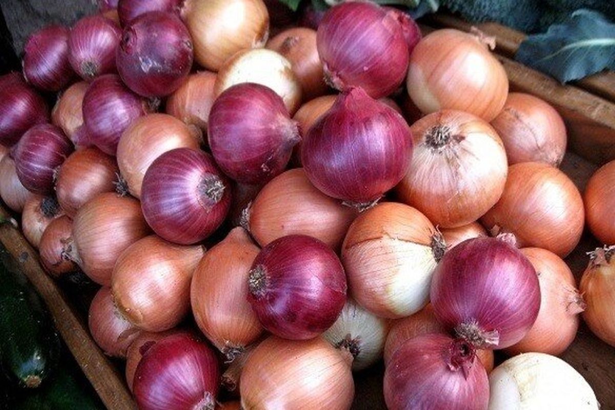 پیاز ارزان شد / خرید هر کیلو گوجه سبز چقدر آب می خورد؟
