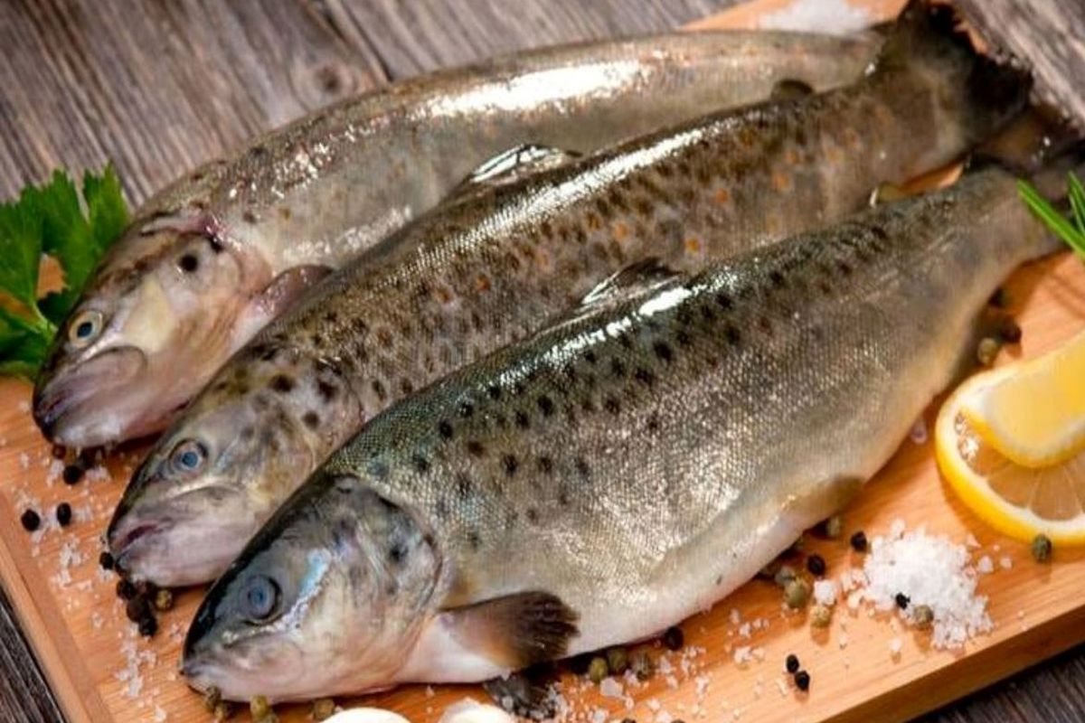 قیمت انواع ماهی در بازار