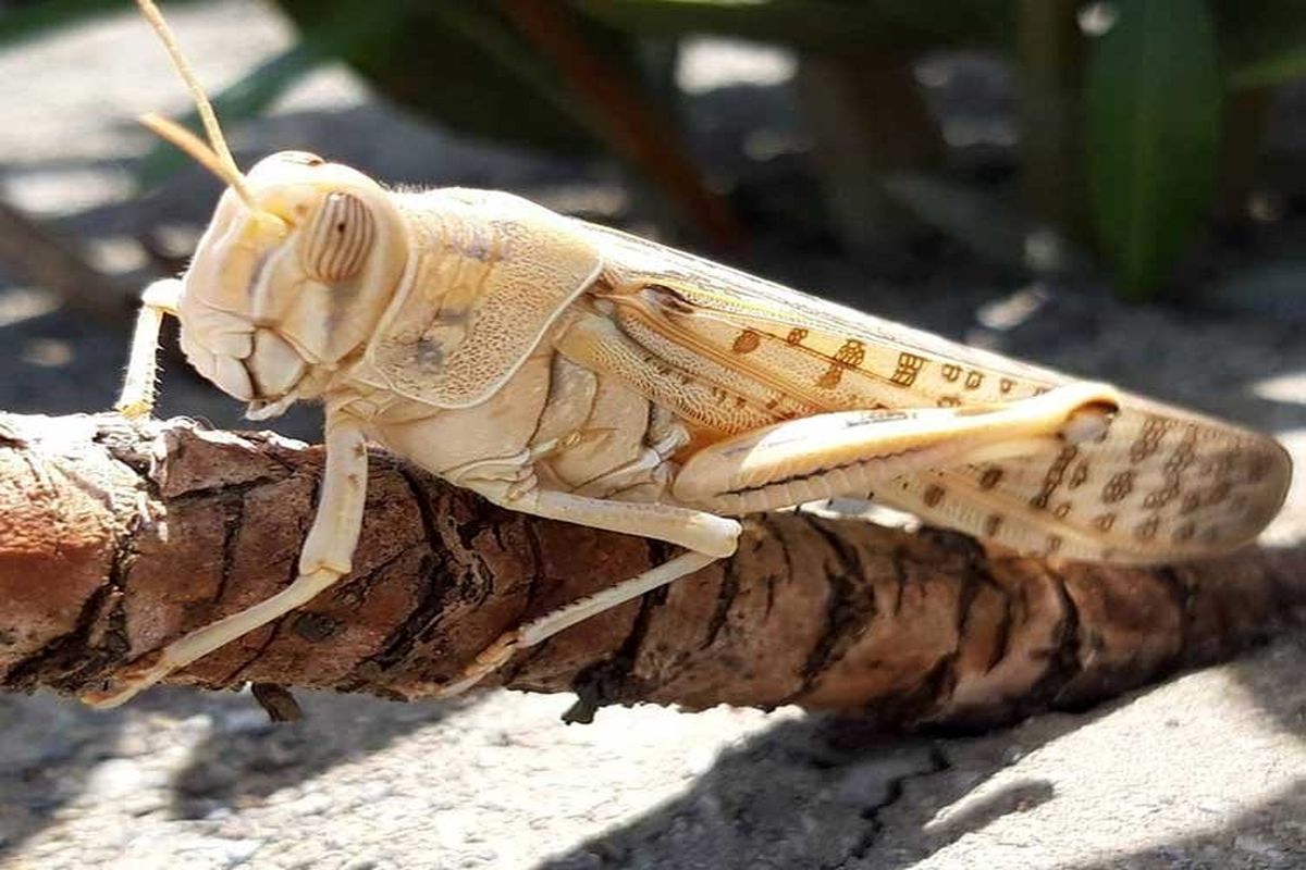 امسال هم منتظر حمله ملخ‌های صحرایی باشیم؟