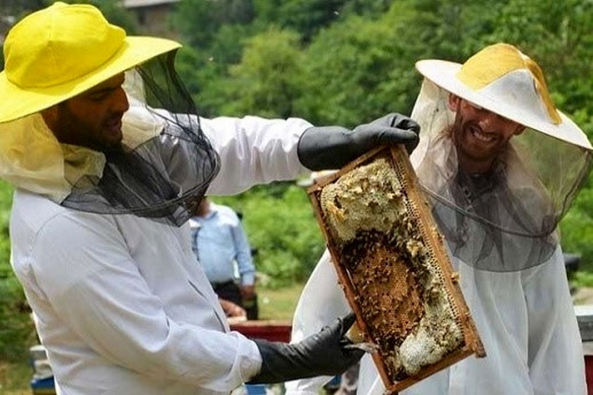 کام زنبورداران تلخ شد / عسل گران می شود؟