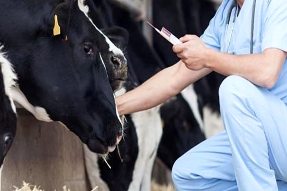 پیشنهاد ویژه برای رفع کمبود داروی دام در کشور