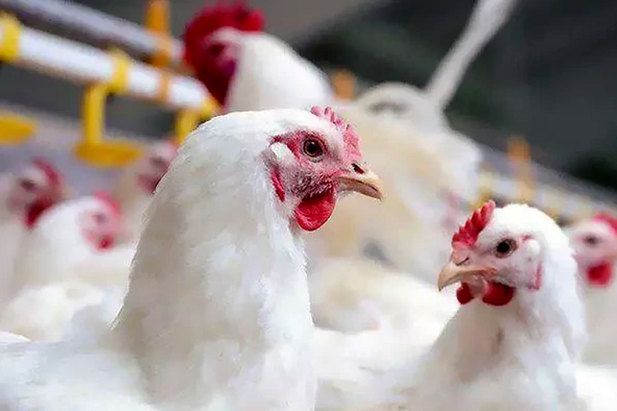 پرورش بلدرچین همراه با قیمت فروش بلدرچین | تورنگ طلایی