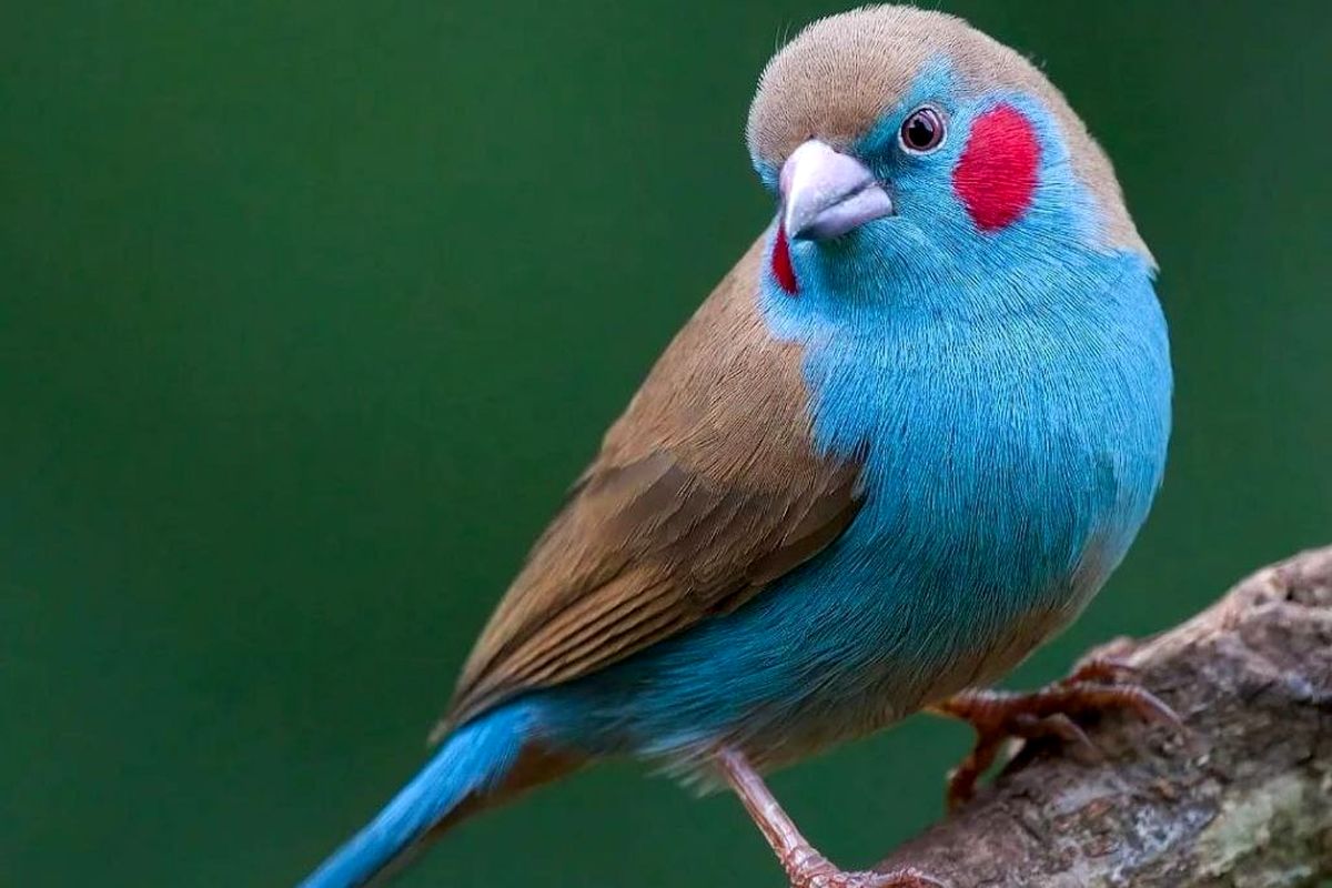 تصاویر | خدا برای خلق این پرندگان وقت زیادی گذاشت