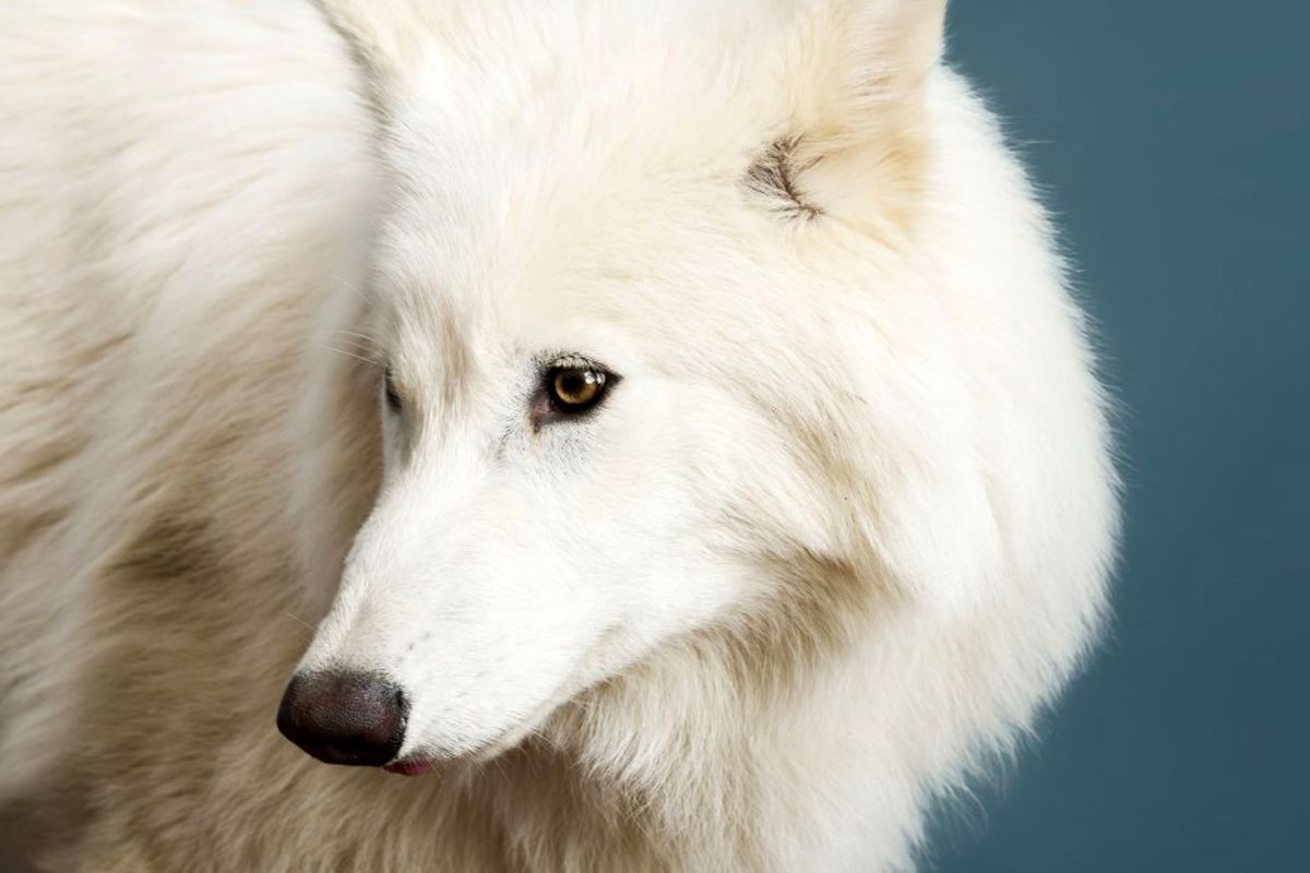 بازگشت گرگ های وحشی به حیات وحش پس از  ۱۰ هزار سال + تصاویر