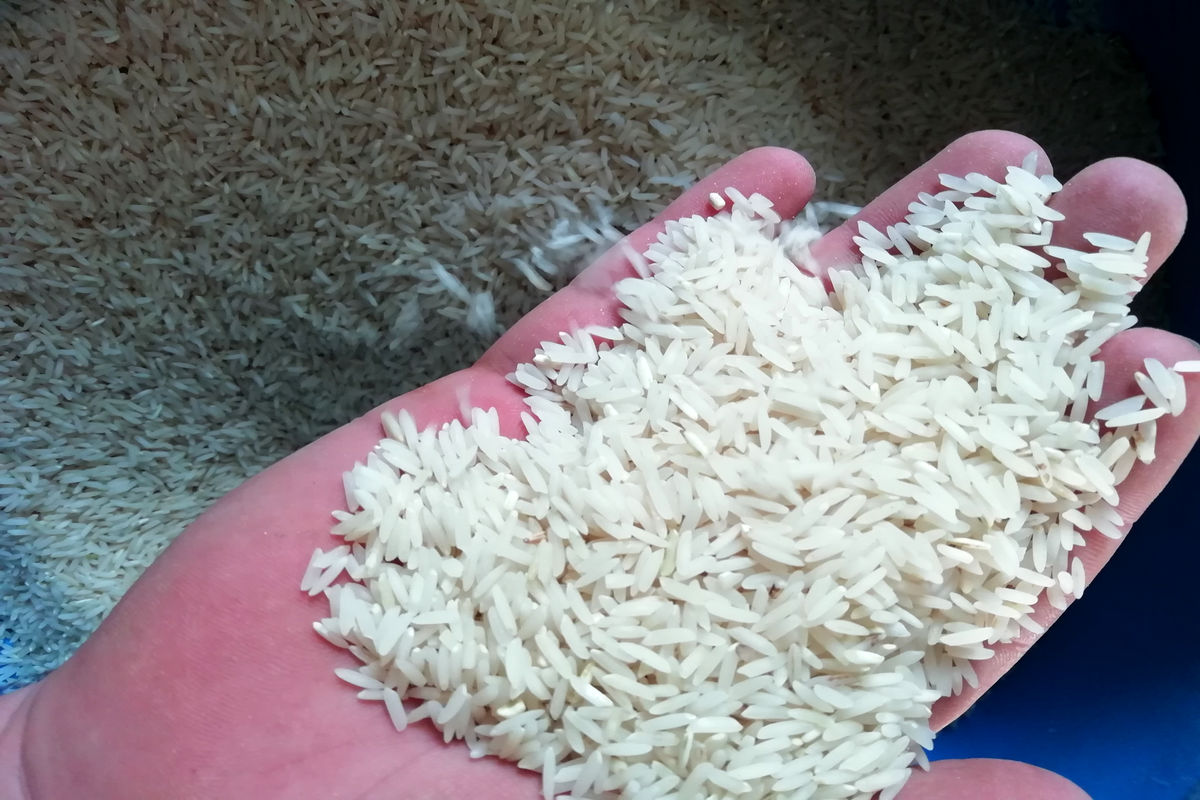 روزه سکوت سازمان غذا و دارو در برابر برنج‌ های تقلبی بازار