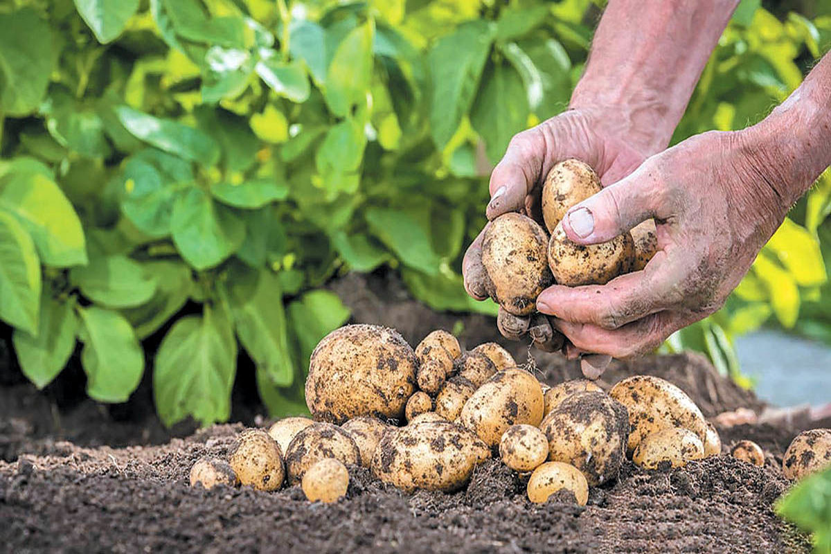 سیب‌زمینی بهاره با قیمت جدید به بازار آمد (۳۰ فروردین)