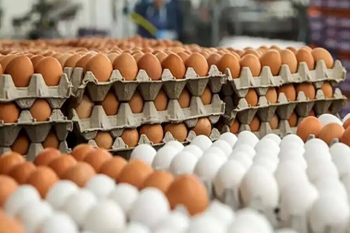 قیمت تخم مرغ کاهشی شد/ یک شانه ۲ کیلویی چند؟