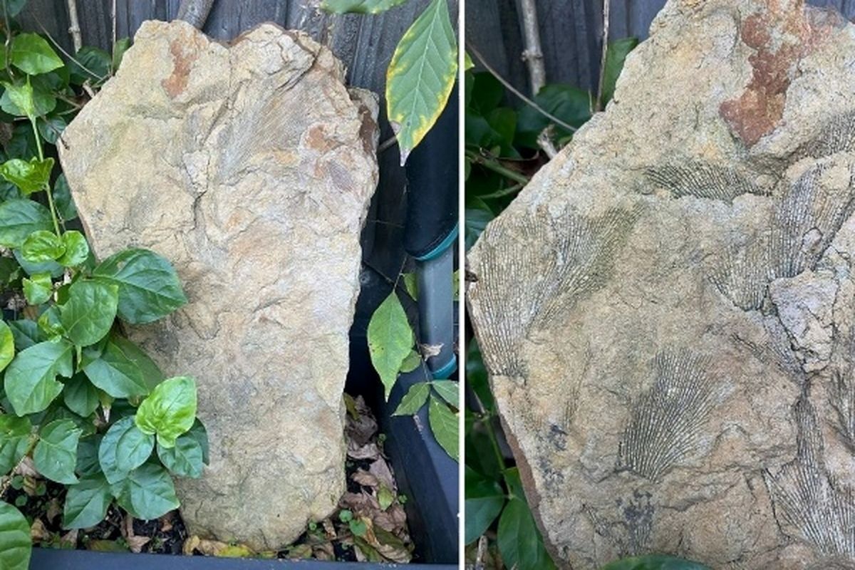 گنج ۲۵۰ میلیون‌ ساله بعد از بارش باران در حیاط پشتی خانه کشف شد