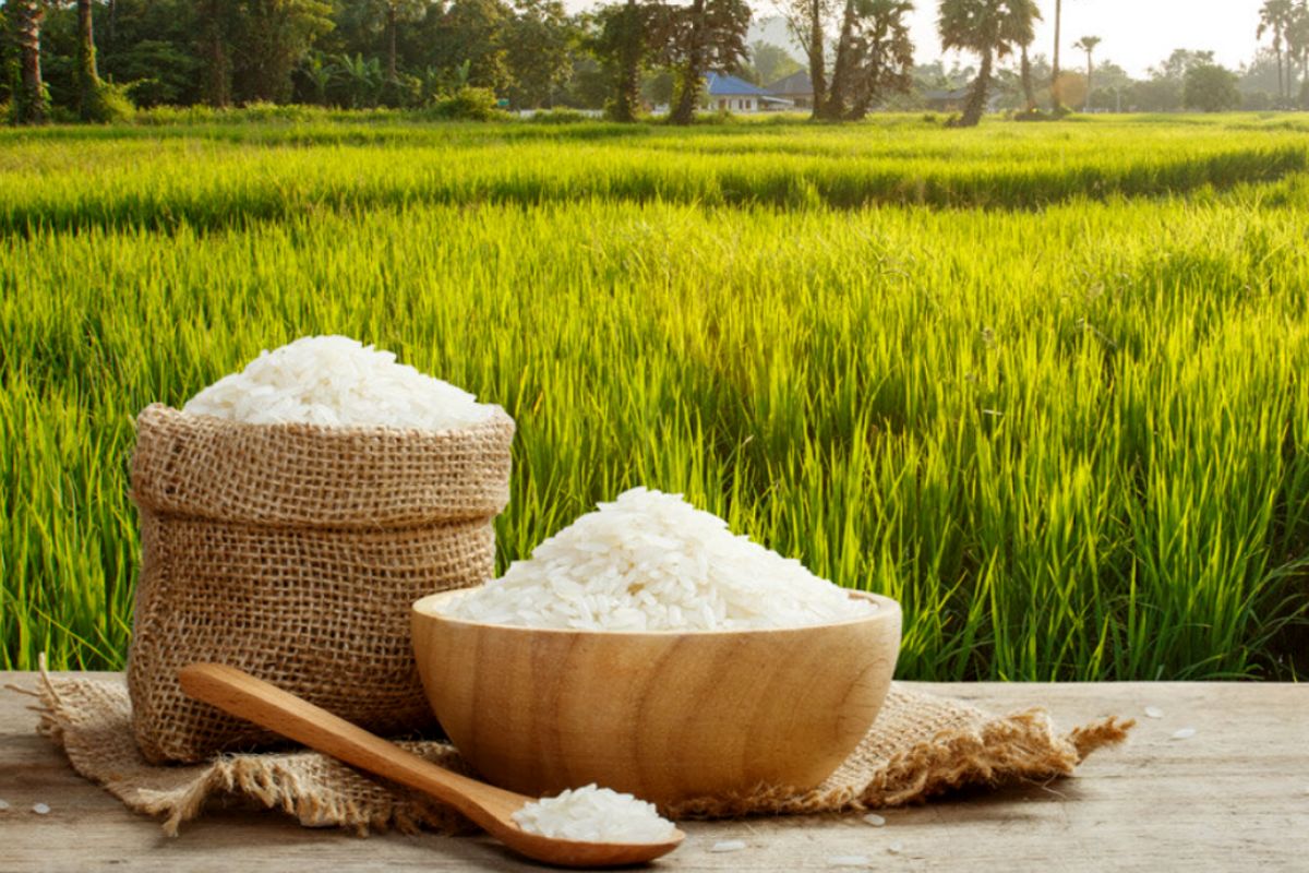 قیمت برنج شمال رسماً ریزشی شد (۳۰ مرداد)