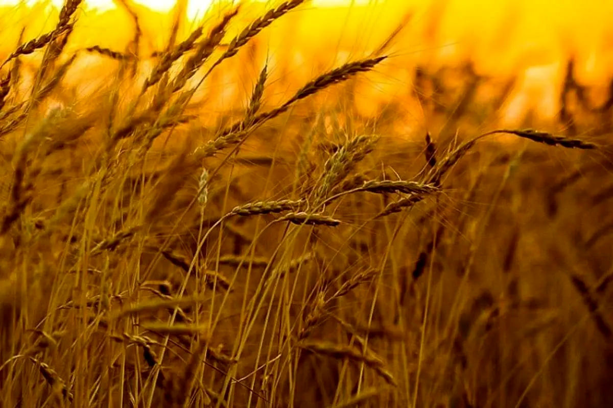 نرخ پیشنهادی گندم به دست تمام کشاورزان رسید
