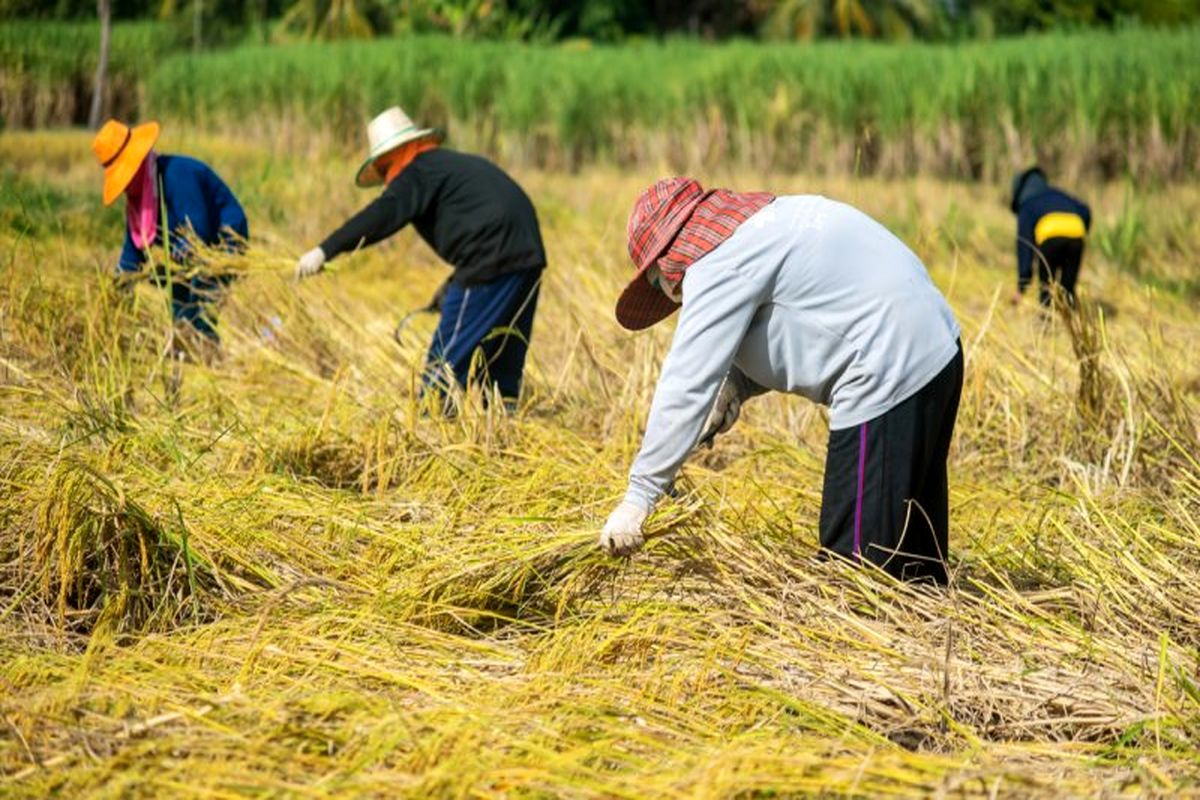 شالیکاران ۱۹ استان رسما از کشت برنج محروم شدند