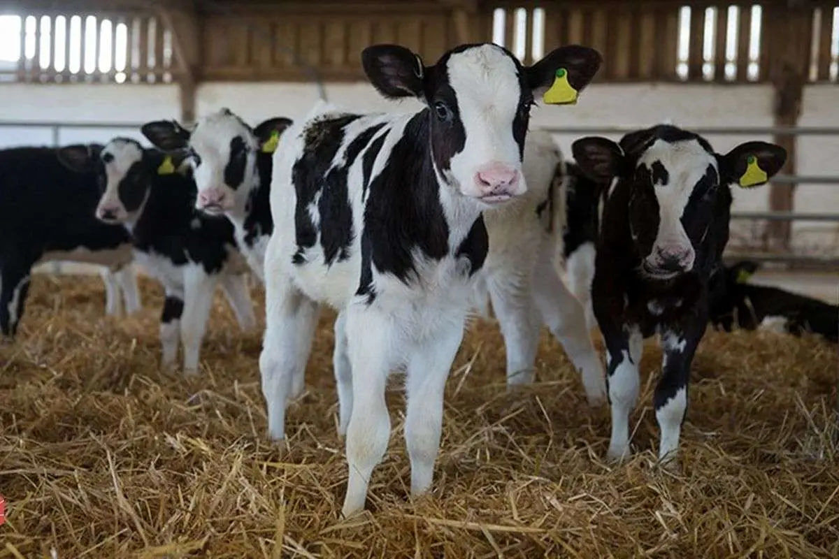 آخرین خبر از بحران تب برفکی