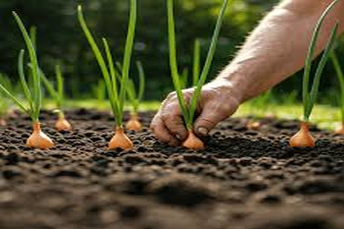 بازگشت پول به مزرعه/ ۷۳ درصد مطالبات کشاورزان پرداخت شد
