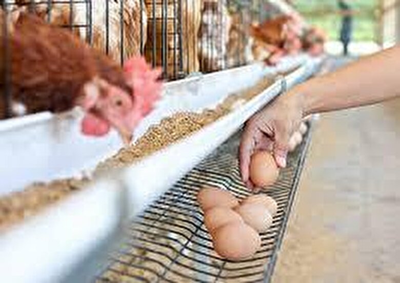 افزایش نجومی قیمت ذرت/ بازار مرغ و تخم مرغ به مرز فروپاشی رسید!