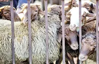 قطر خریدار گوسفندان ایران شد