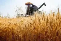 زمان آغاز خرید تضمینی گندم اعلام شد