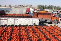 ممنوعیت صادرات گوجه فرنگی تا پایان سال
