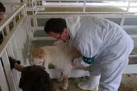 تب برفکی در کمین/ سازمان دام پزشکی هشدار داد