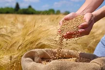 زمان اعلام قیمت جدید خرید تضمینی گندم مشخص شد