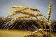 مطالبات گندمکاران از این هفته تسویه می‌شود