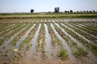 خسارت بی سابقه باران به بخش کشاورزی کشور