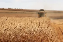 وعده تسویه کامل مطالبات گندمکاران تا پایان هفته