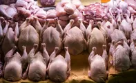 قیمت مرغ ۲۴۶ درصد بالا رفت