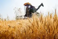 خداحافظی با واردات گندم / تا پایان سال خودکفا می شویم