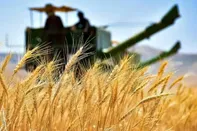 قیمت خرید تضمینی گندم اصلاح می شود